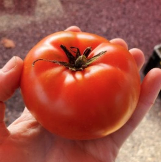 wisconsin 55 heirloom slicer tomato plant start — Sunny Lane Farm